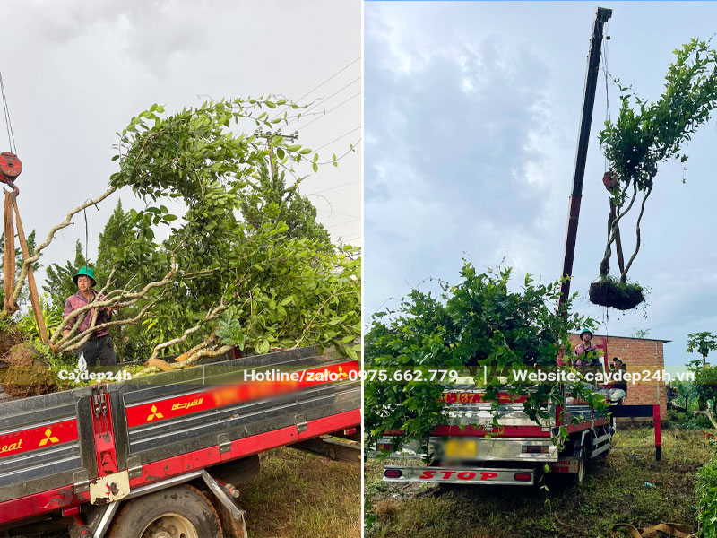 Cẩu hàng chục cây Mai Xanh thân gỗ, đường kính gốc 10 - 12cm lên thùng xe