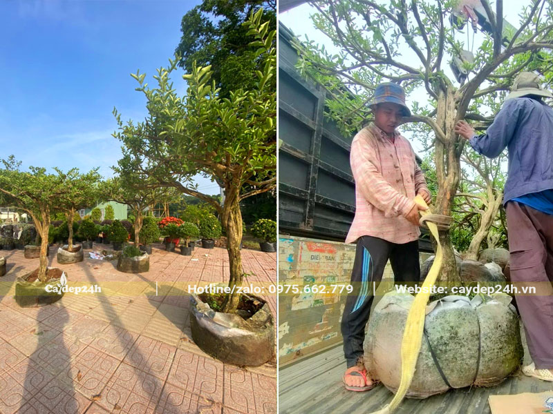 Sắp xếp những cây Sơ Ri lâu năm, đường kính gốc 10cm lên thùng xe tải
