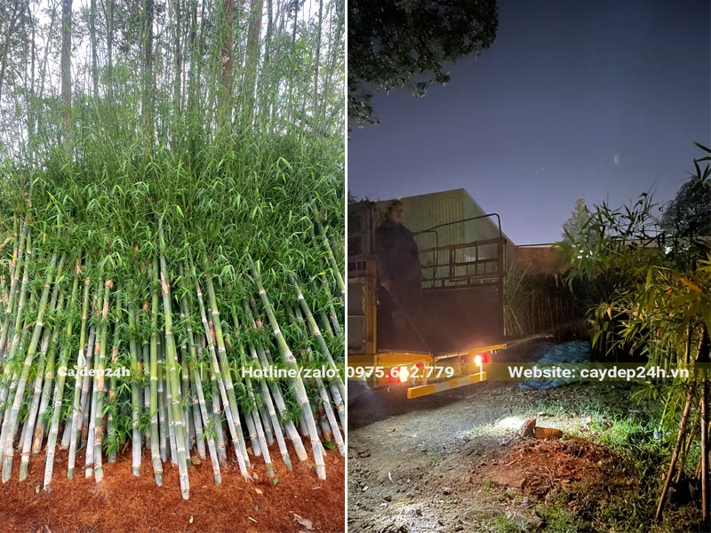 Vận chuyển cây Tre từ nhà vườn đến nhà máy Toshiba tại Đồng Nai