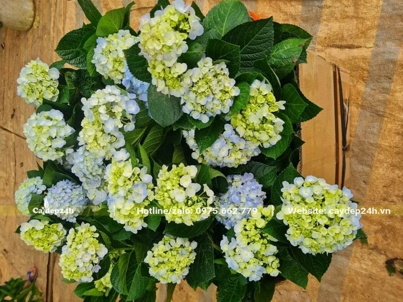 Đóng gói những cây Cẩm Tú Cầu trong thùng carton để giao cho khách hàng