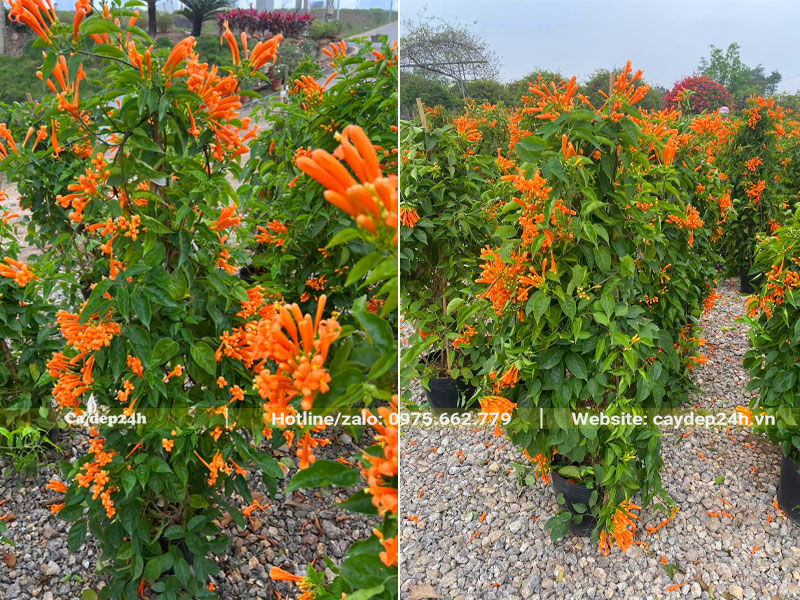 Vườn dưỡng số lượng lớn cây Chùm Ớt cao hơn 1m