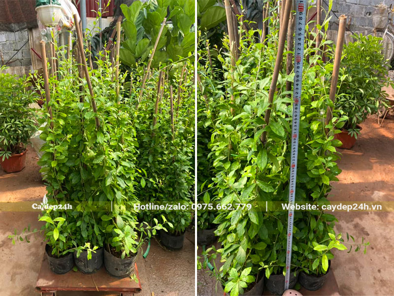 Đo chiều cao thực tế của cây để báo giá cho khách