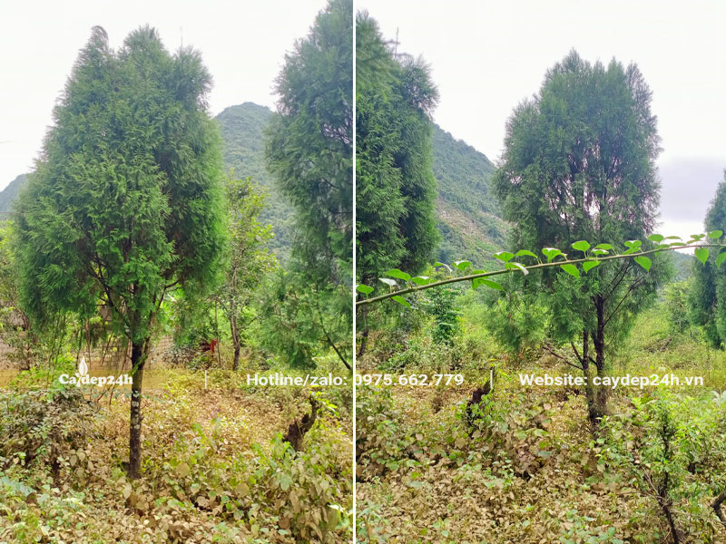 Cây Hoàng Đàn lâu năm chiều cao khoảng 4m, đường kính gốc 5 - 10cm