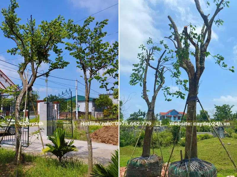 Hình ảnh cây Khế kích thước lớn và nhỏ, đánh thẳng và đã dâm ủ