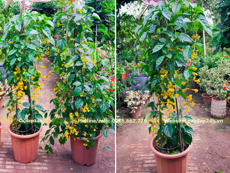 Cây Lan Hoàng Dương mới lớn, cao khoảng 1m2