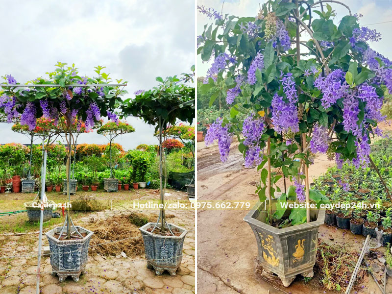 Những chậu cây Mai Xanh bonsai đẹp