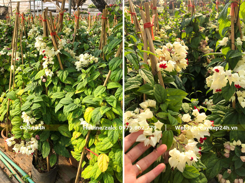 Hình dáng cây leo đẹp