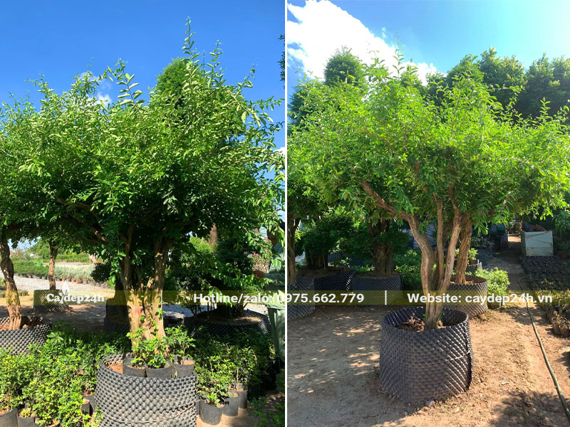 Cây Sơ Ri dâm ủ lâu năm, cành lá xanh tươi