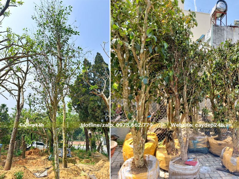 Dâm ủ những cây Chè Xanh thân gỗ lâu năm, chiều cao 3 - 4m