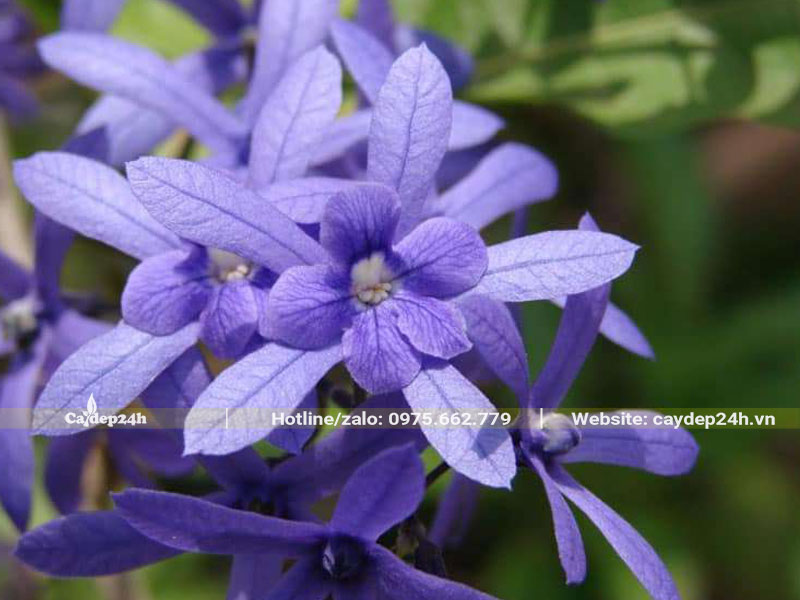 Hình dáng và cấu tạo bông hoa cây Mai Xanh