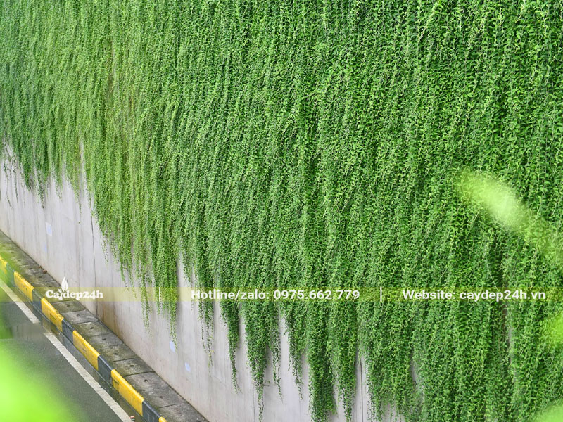 Cúc Tần Ấn Độ trồng buông rủ theo bức tường