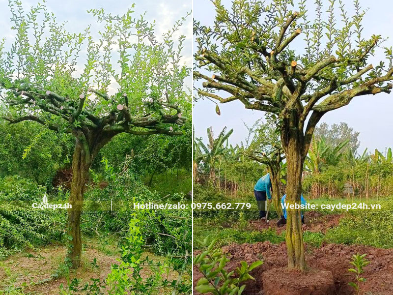 Bứng nóng cây sơ ri lâu năm đường kính gốc 15 - 18cm