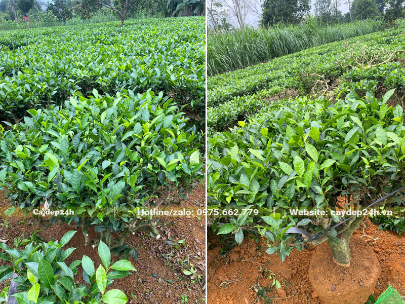 Bứng nóng cây trà xanh đường kính gốc 7 - 9cm