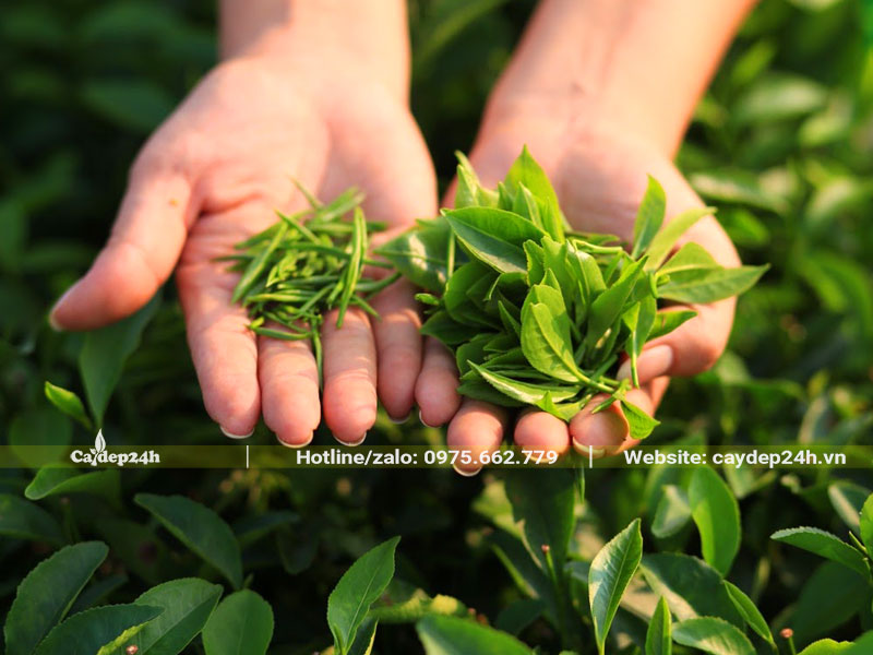 Quan sát những búp chè non và tôm chè