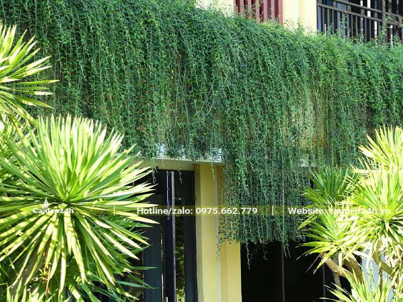 Cắt tỉa tạo hình cho cây cúc tần ấn độ trồng trước quán cafe