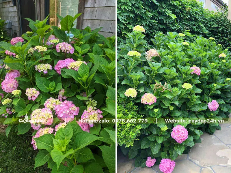 Những hàng cây hoa Cẩm Tú Cầu trồng quanh nhà