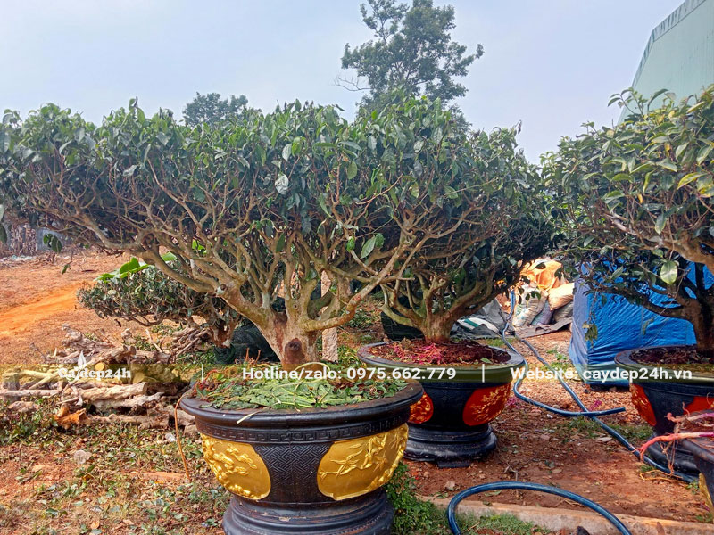 Chè Xanh cổ thụ trồng trong chậu tròn