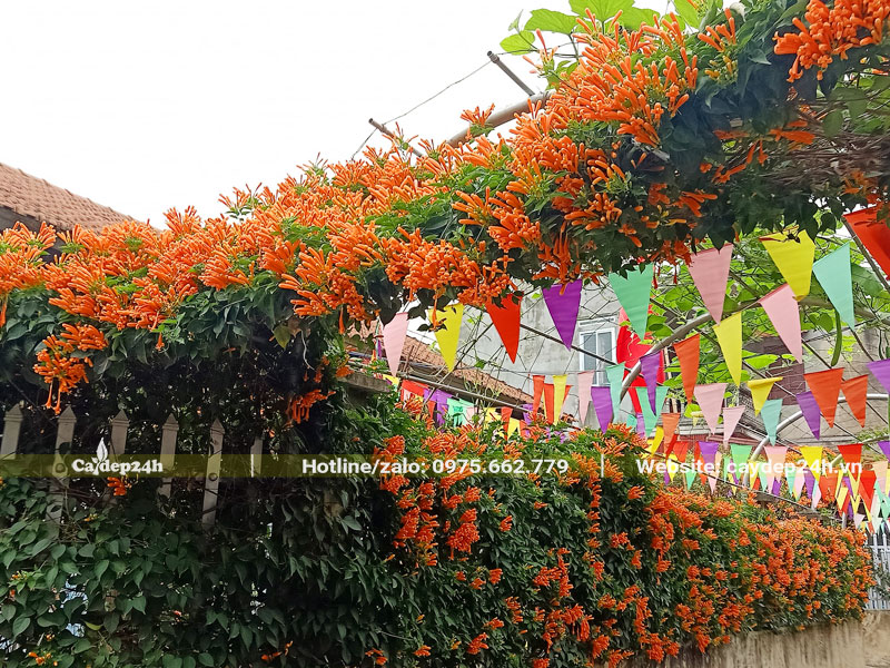 Dây leo Chùm Ớt trồng hàng rào, leo giàn nở hoa đẹp