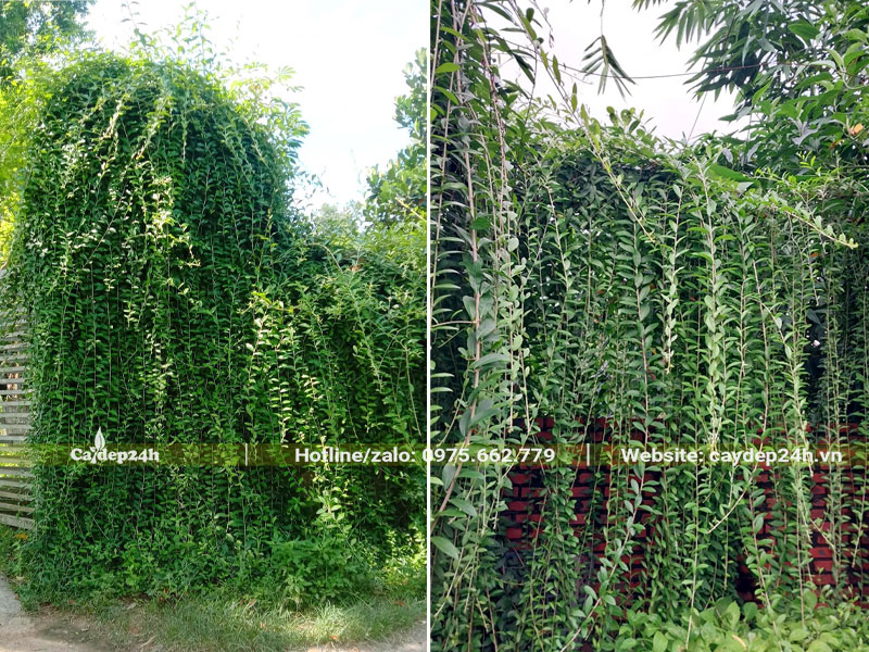 Cây Cúc Tần Ấn Độ trồng hàng rào trước cổng