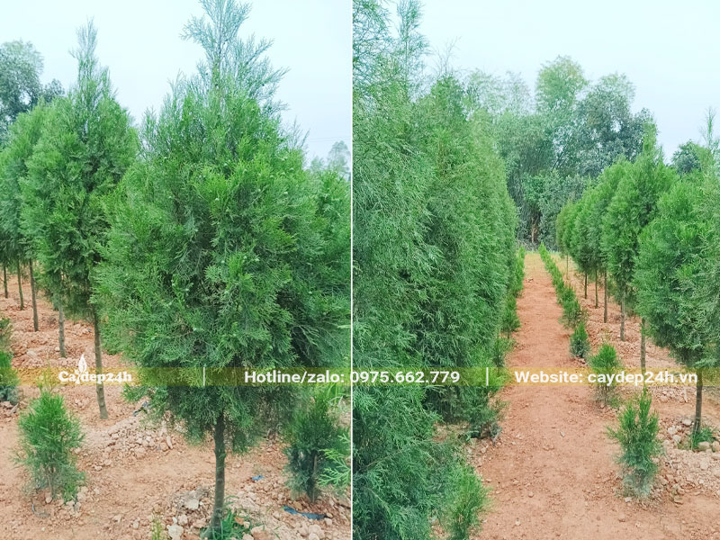 Những hàng cây Hoàng Đàn cao gần 2m, khoảng cách đồng đều