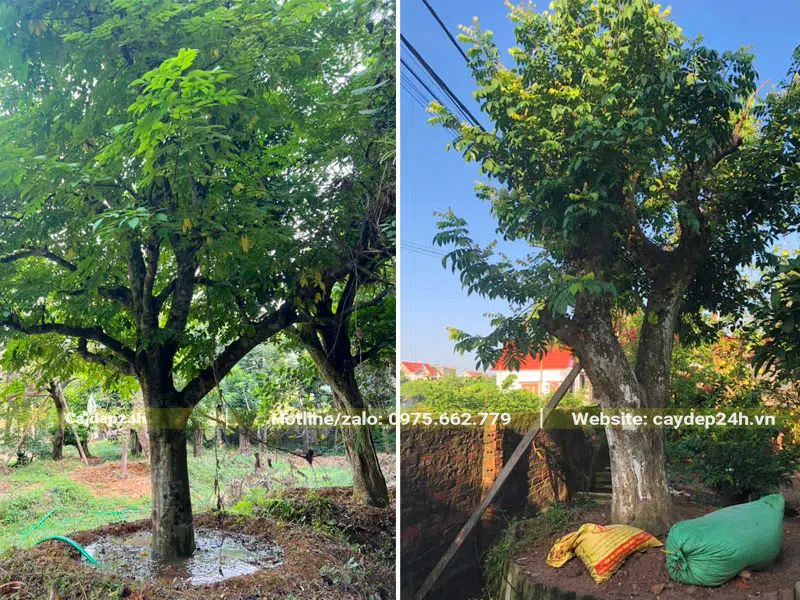 Tưới nước và bón phân cho cây Khế cổ thụ đường kính gốc 30 - 40cm