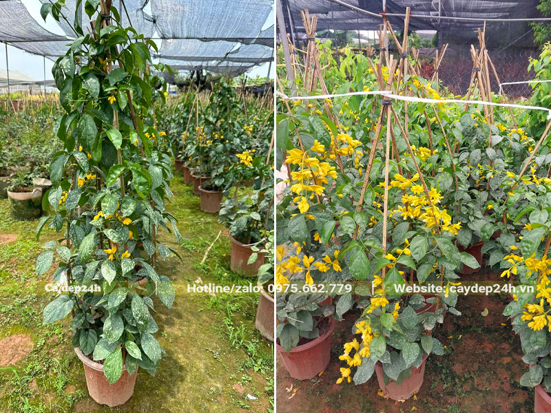 Vườn Lan Hoàng Dương chiều cao 1m và 2m sẵn hoa đẹp