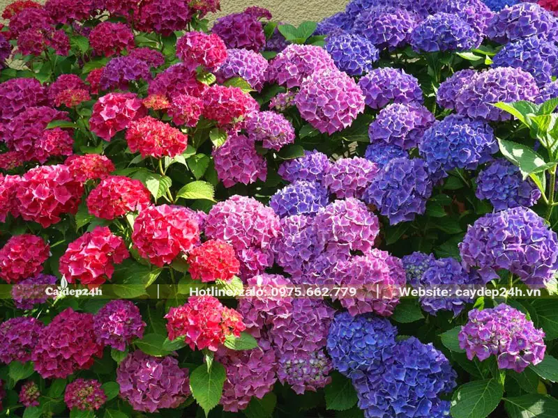 Khu vườn Cẩm Tú Cầu có đủ các loại màu sắc