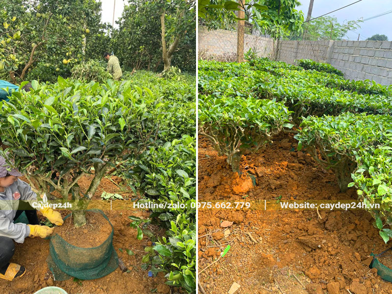 Dâm ủ cây Chè Xanh tại vườn