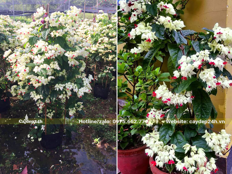 Những cây Ngọc Nữ trắng trồng lâu năm nở hoa đẹp