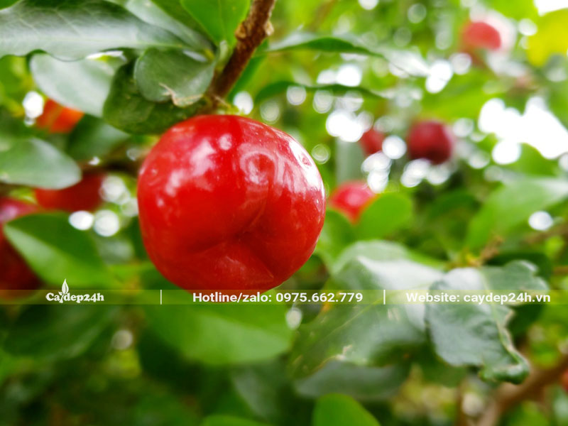 Cây sơ ri quả chín đỏ, căng mọng