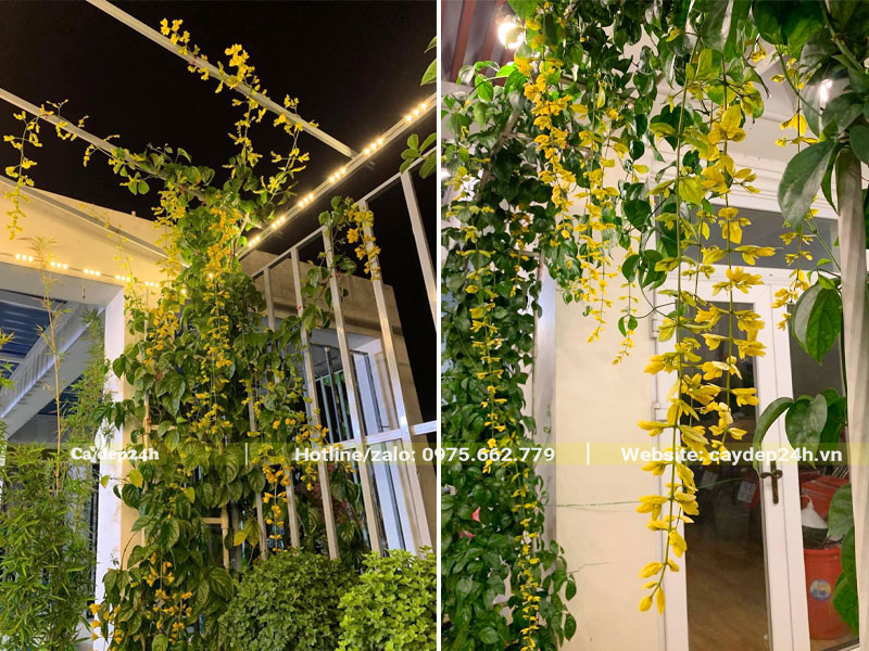 Cây Lan Hoàng Dương đang tạo giàn đẹp
