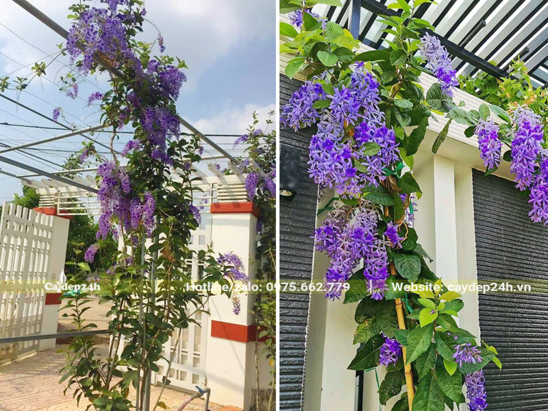 Làm giàn leo cho cây hoa Mai Xanh