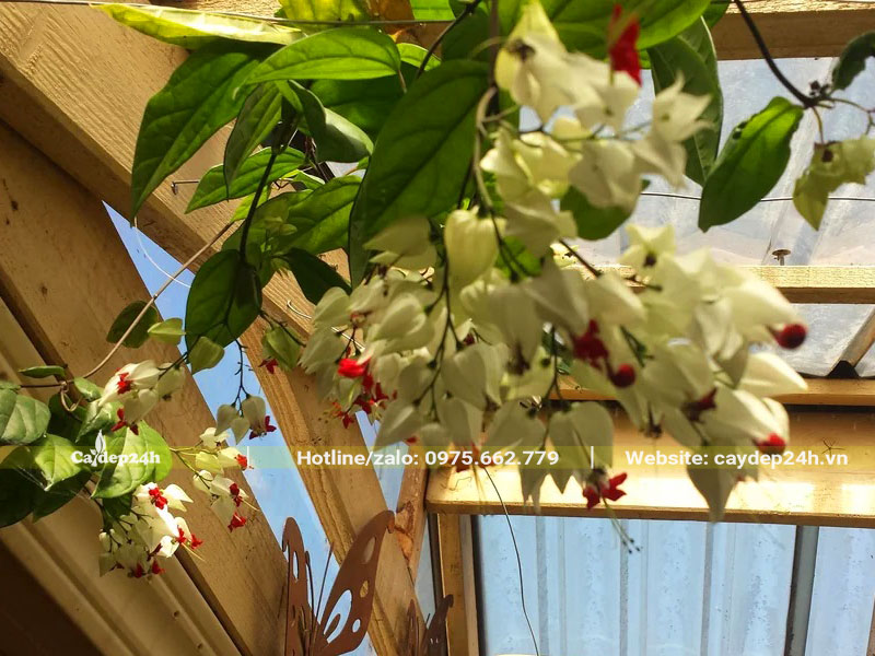 Dây Ngọc Nữ trắng leo giàn