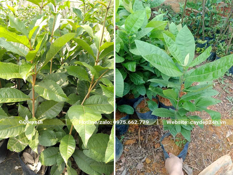 Cây giống Mai Xanh Thái cao 40cm