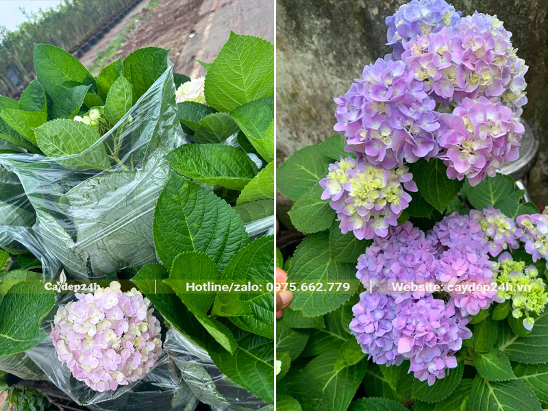 Thi công trồng cây hoa Cẩm Tú Cầu màu tím hồng siêu đẹp