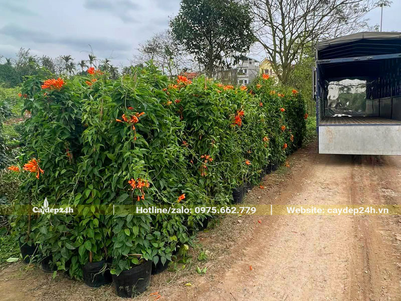 Xếp hàng chục cây hoa Rạng Đông cao 2m lên thùng xe tải