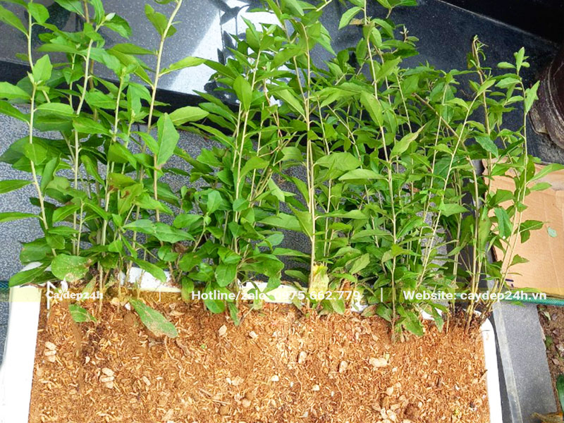 Thi công trồng cây cúc tần ấn độ dài 80cm trong chậu