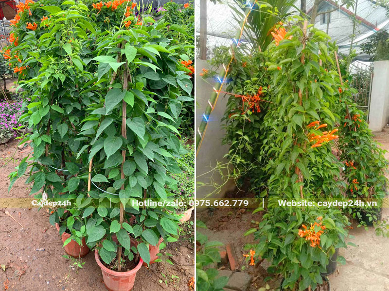 Những cây Chùm Ớt trồng chậu nhựa nhỏ chuyển ra để trồng vào đất