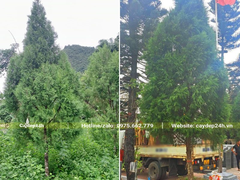 Xe cẩu đang di chuyển những cây Hoàng Đàn cổ thụ chiều cao khoảng 4 - 5m