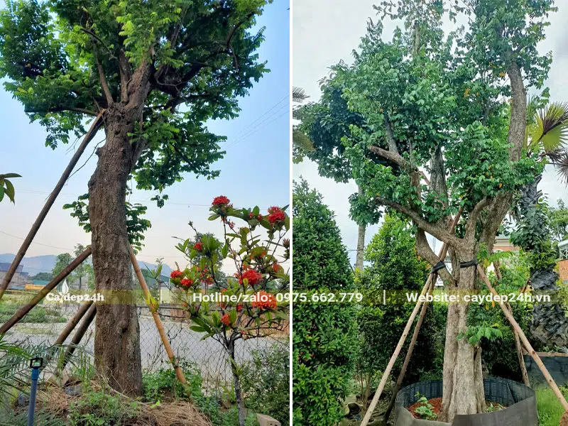 Những cây Khế cổ thụ đã dưỡng ủ và trống cọc lâu năm