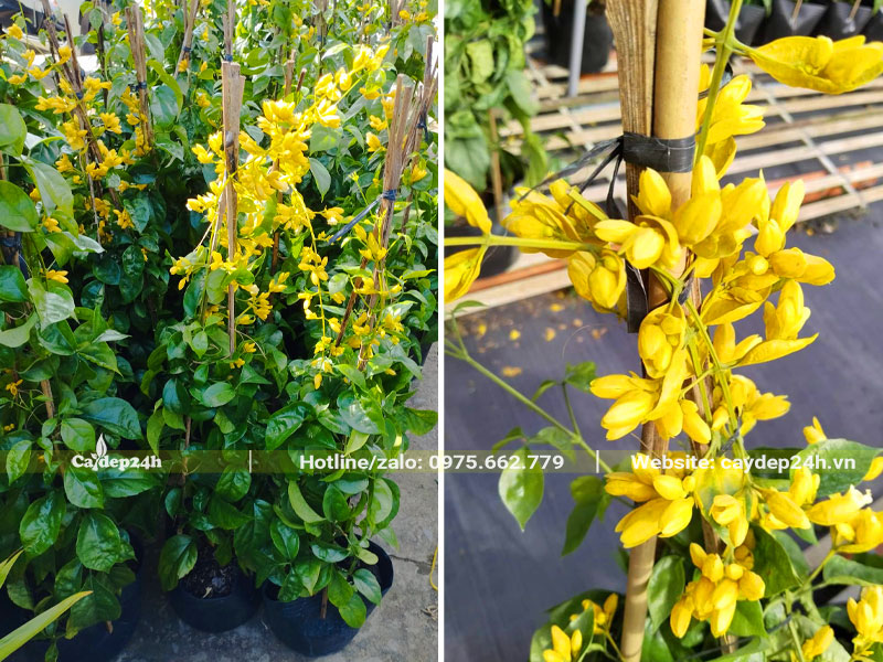 Trồng số lượng lớn Lan Hoàng Dương kích thước nhỏ chiều cao 70 - 80cm