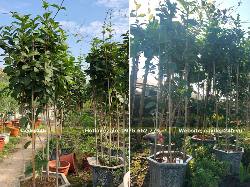 Cây Mai Xanh trưởng thành cao 2m trồng trong chậu