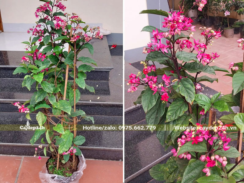 Cây Ngọc Nữ đỏ cao 70cm, đường kính bầu 20cm