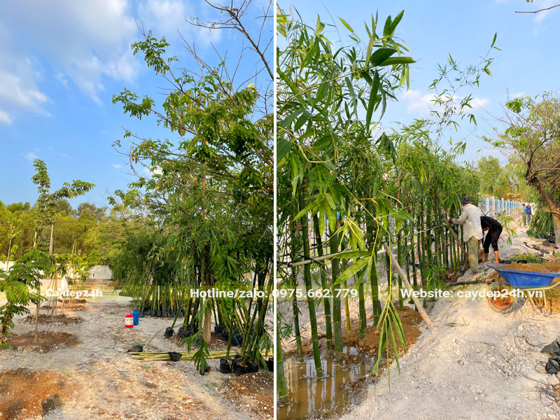 Thi công trồng cây cho nhà máy Toshiba tại Đồng Nai