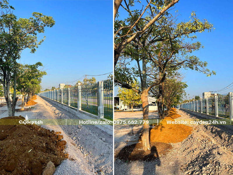 Cải tạo đất cho hàng cây hoa sữa trông trong nhà máy Toshiba tại đồng nai