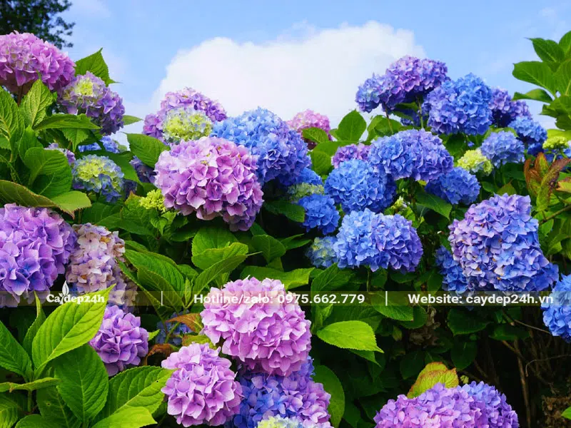 Cây Cẩm Tú Cầu tím và xanh la nở rực rỡ
