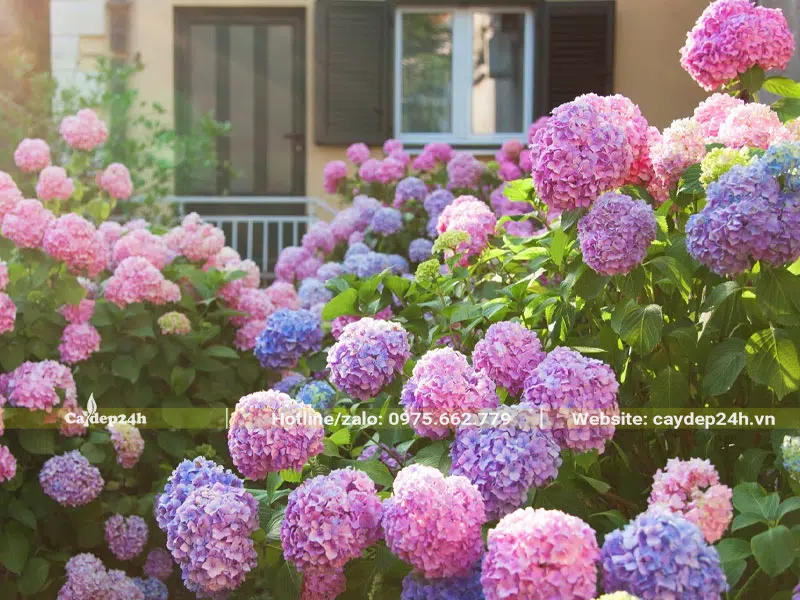 Cây hoa Cẩm Tú Cầu trồng sân vườn biệt thự