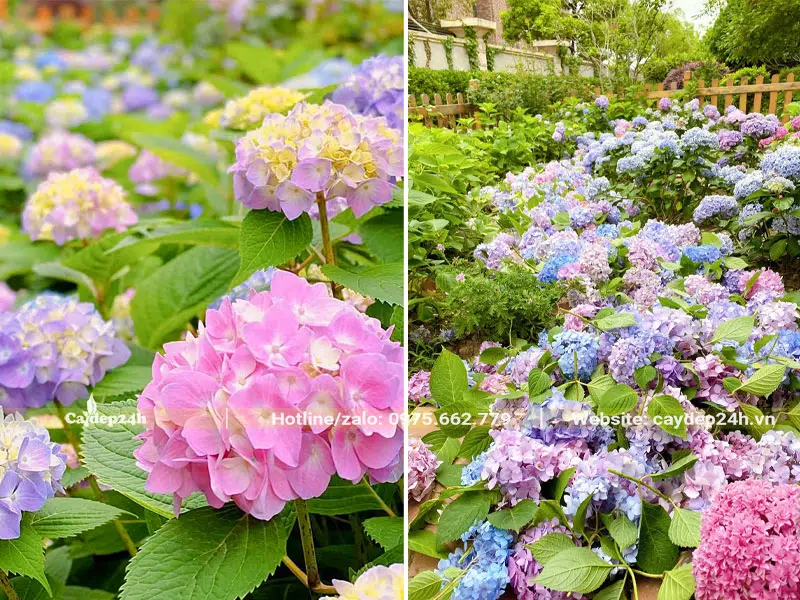 Cắt tỉa hoa Cẩm Tú Cầu đồng loạt vào thời điểm cuối vụ