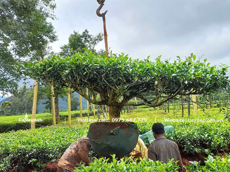 Cây Chè Xanh lâu năm đường kính tán gần 2m