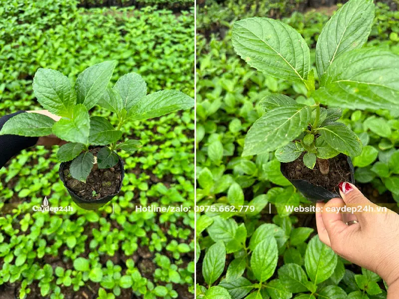 Vườn cây giống Cẩm Tú Cầu giâm cành